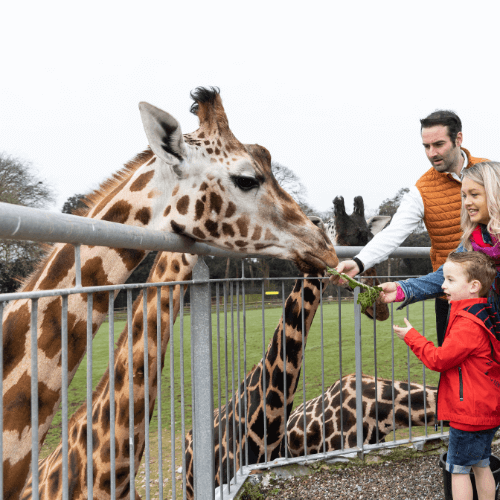 Fota Wildlife Park